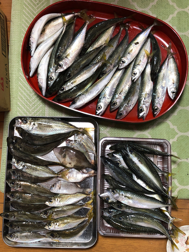 サバの釣果