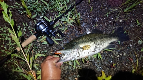 ブラックバスの釣果