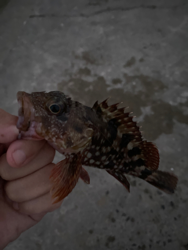 カサゴの釣果