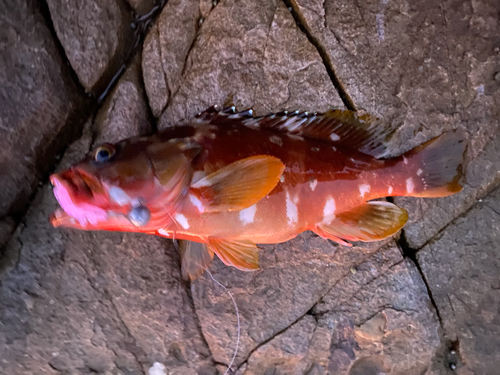 アカハタの釣果