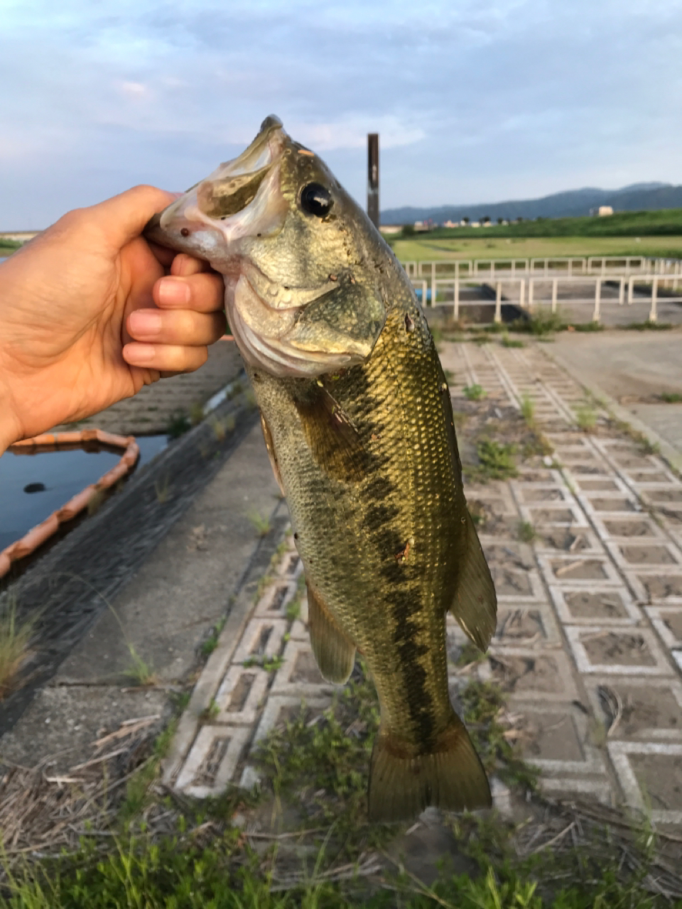 ブラックバス