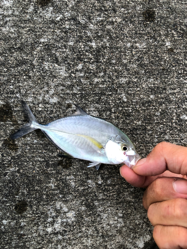 シマアジの釣果