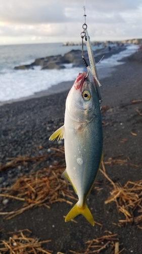 ワカシの釣果