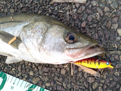 シーバスの釣果