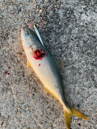 ツバスの釣果