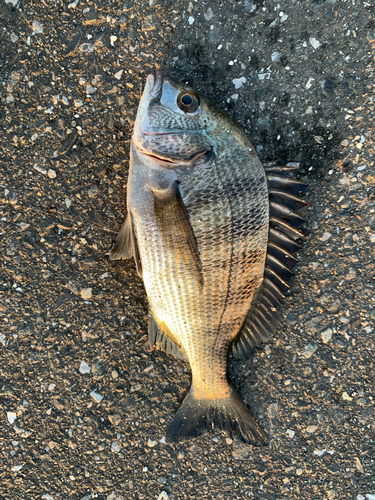 チヌの釣果