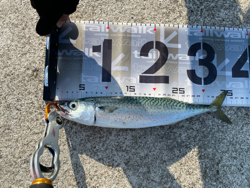 サバの釣果