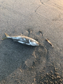 ワカシの釣果