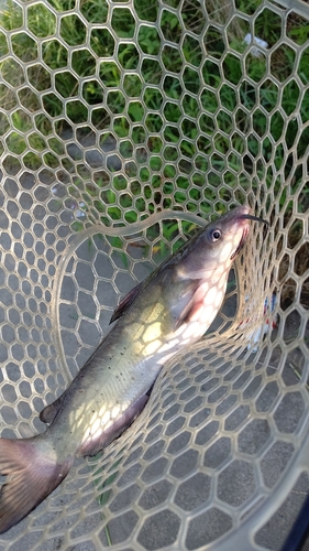 アメリカナマズの釣果