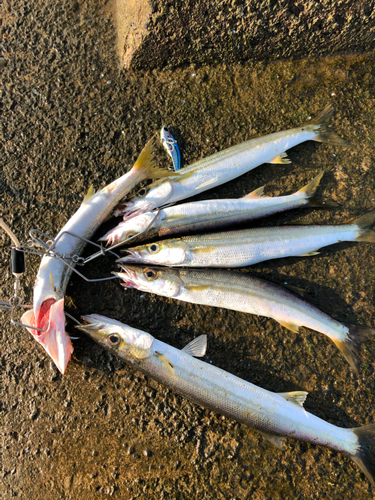 カマスの釣果