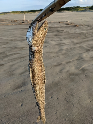 エソの釣果