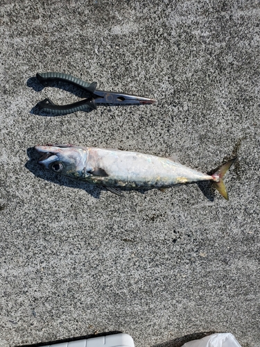 サバの釣果