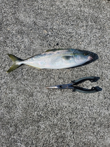 ワカシの釣果