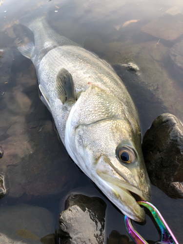 スズキの釣果