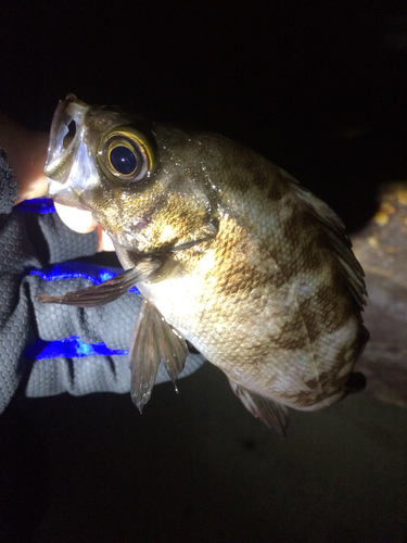 メバルの釣果