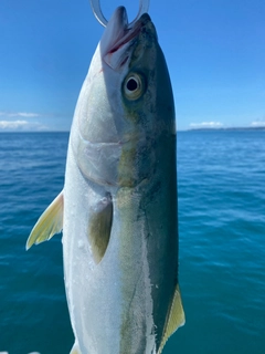 イナダの釣果