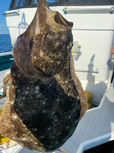 ヒラメの釣果