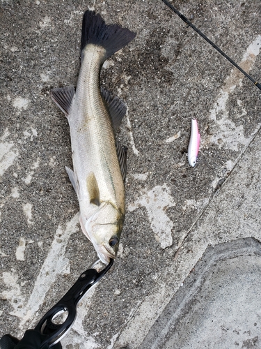 スズキの釣果