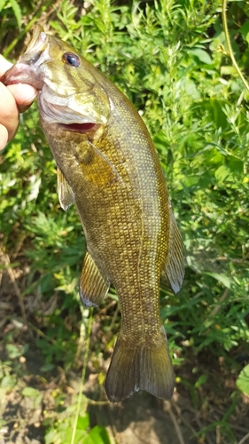 スモールマウスバスの釣果