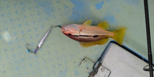 ヨコスジフエダイの釣果