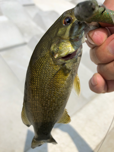 スモールマウスバスの釣果