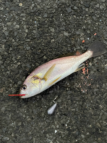 イシモチの釣果