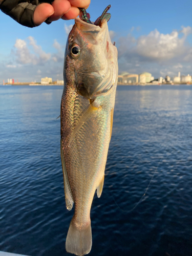 イシモチの釣果