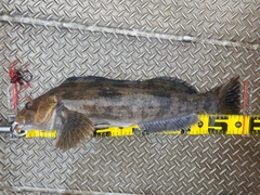 アブラコの釣果