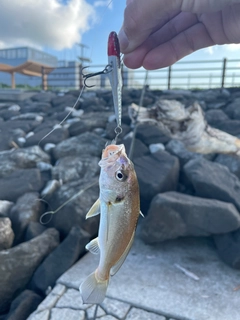 イシモチの釣果