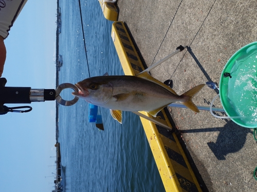 ショゴの釣果