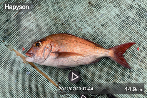 マダイの釣果