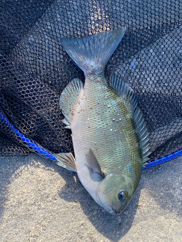 メジナの釣果