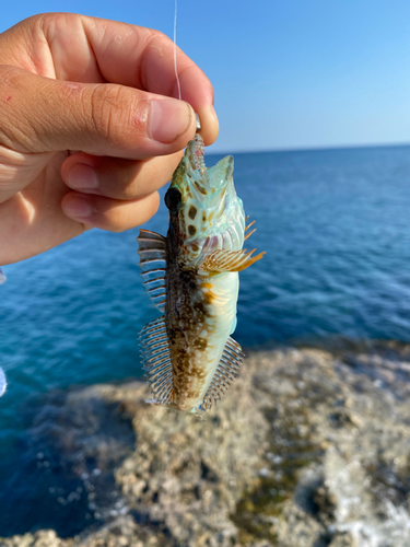 アナハゼの釣果