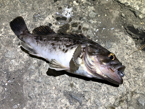 クロソイの釣果