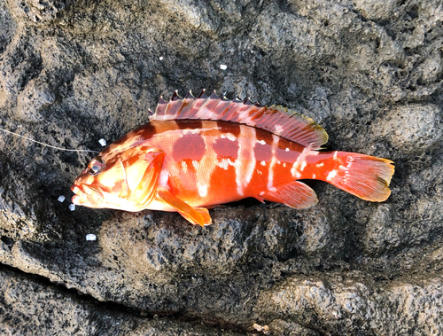 アカハタの釣果