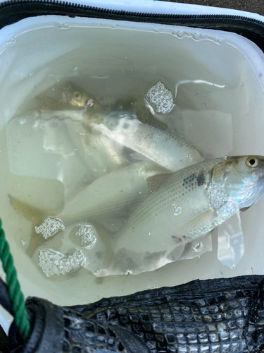 コノシロの釣果