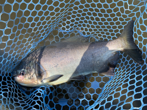 コロソマの釣果