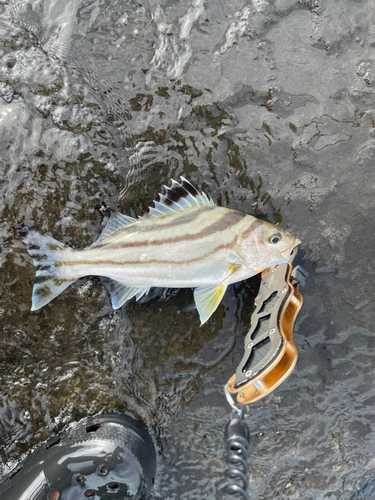 コトヒキの釣果