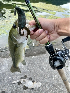 ラージマウスバスの釣果