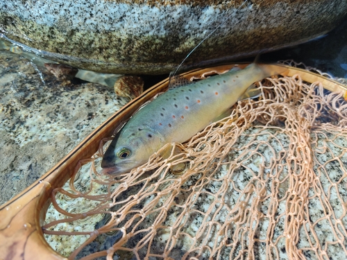 ブラウントラウトの釣果