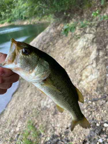 ラージマウスバスの釣果