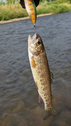 ニジマスの釣果