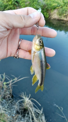 カワムツの釣果