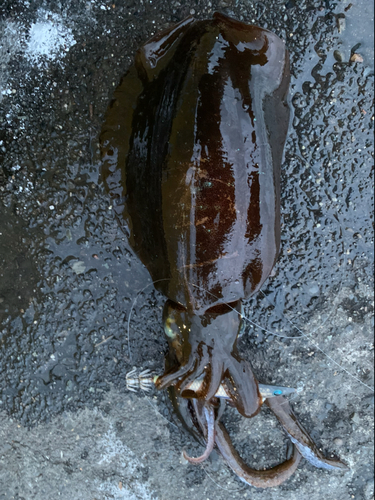 アオリイカの釣果