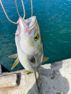 ワカシの釣果