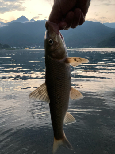 ニゴイの釣果