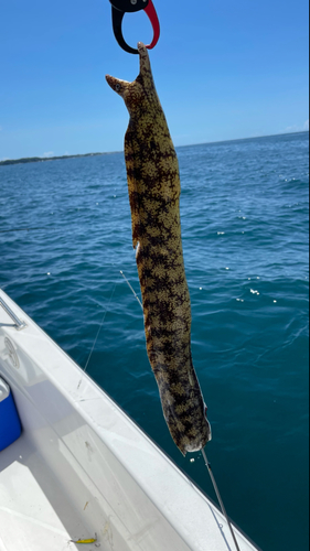 ウツボの釣果