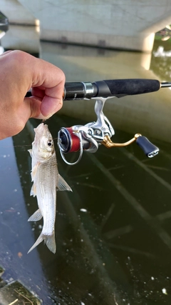 ニゴイの釣果