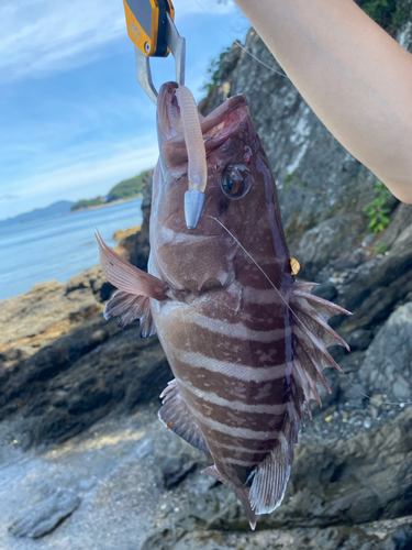 マハタの釣果