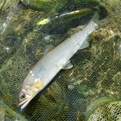 アユの釣果